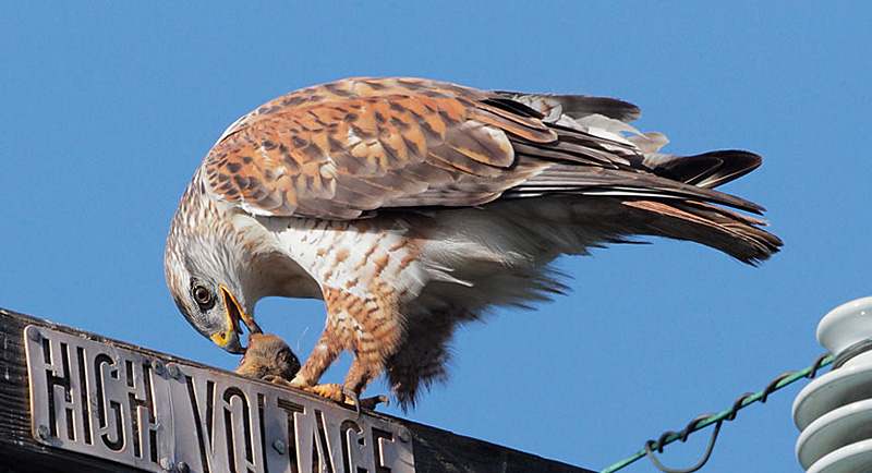 Discover the Majestic Utah Hawk: A Guide to Identification