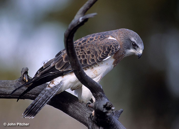 Discover the Majestic Utah Hawk: A Guide to Identification