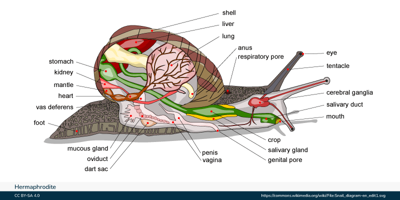 Hermaphrodite Lesbian: Exploring the Meaning, Simple and Easy Explanation.