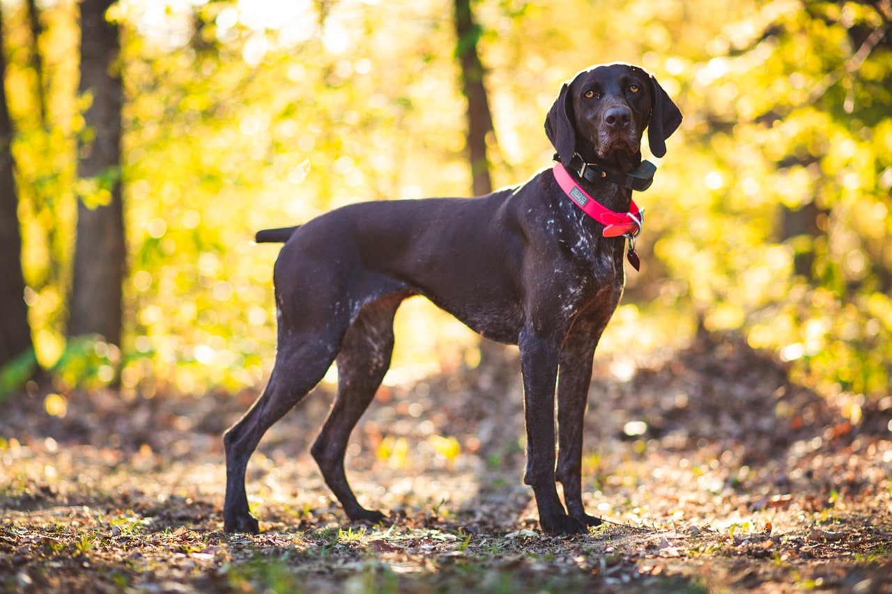 What is an all black GSP and how to find it? Check here to get useful tips for you.