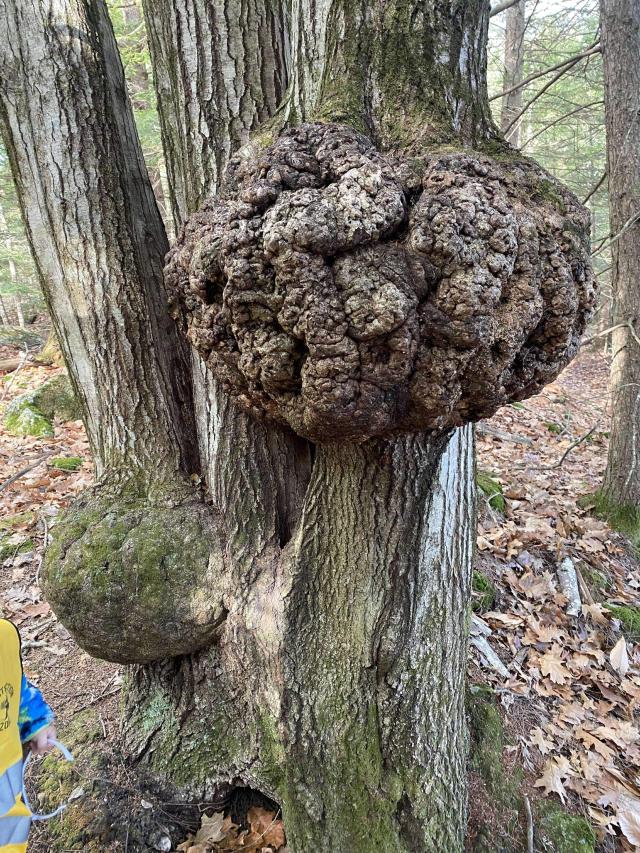 Your Garden is Filled With Burls! What You Should Know