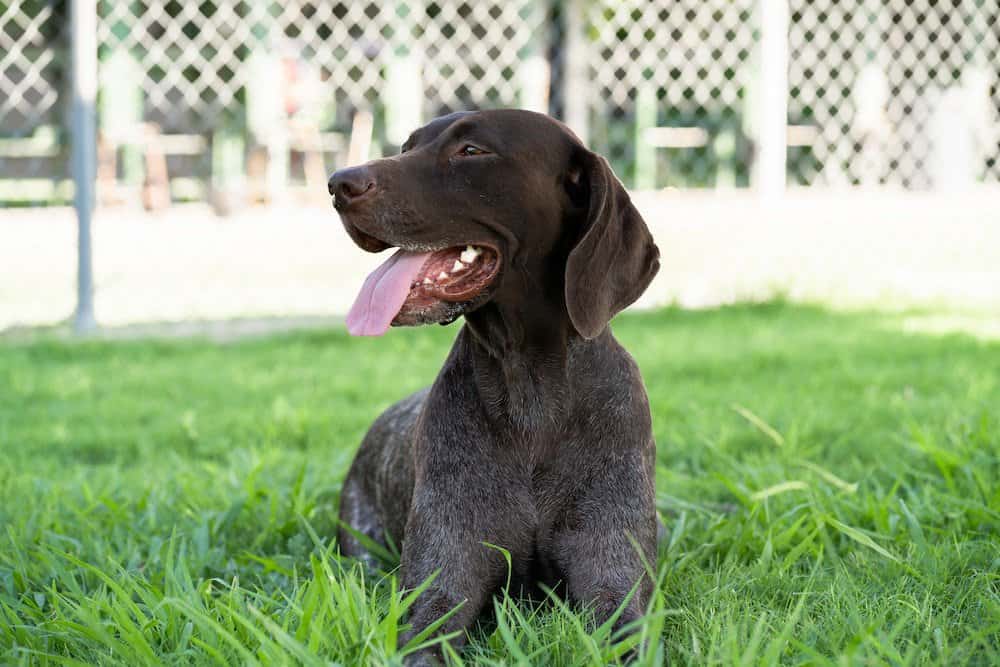 What is an all black GSP and how to find it? Check here to get useful tips for you.