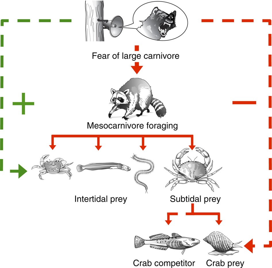 Gray Zone Carnivore Explained: benefits and risks for beginner.