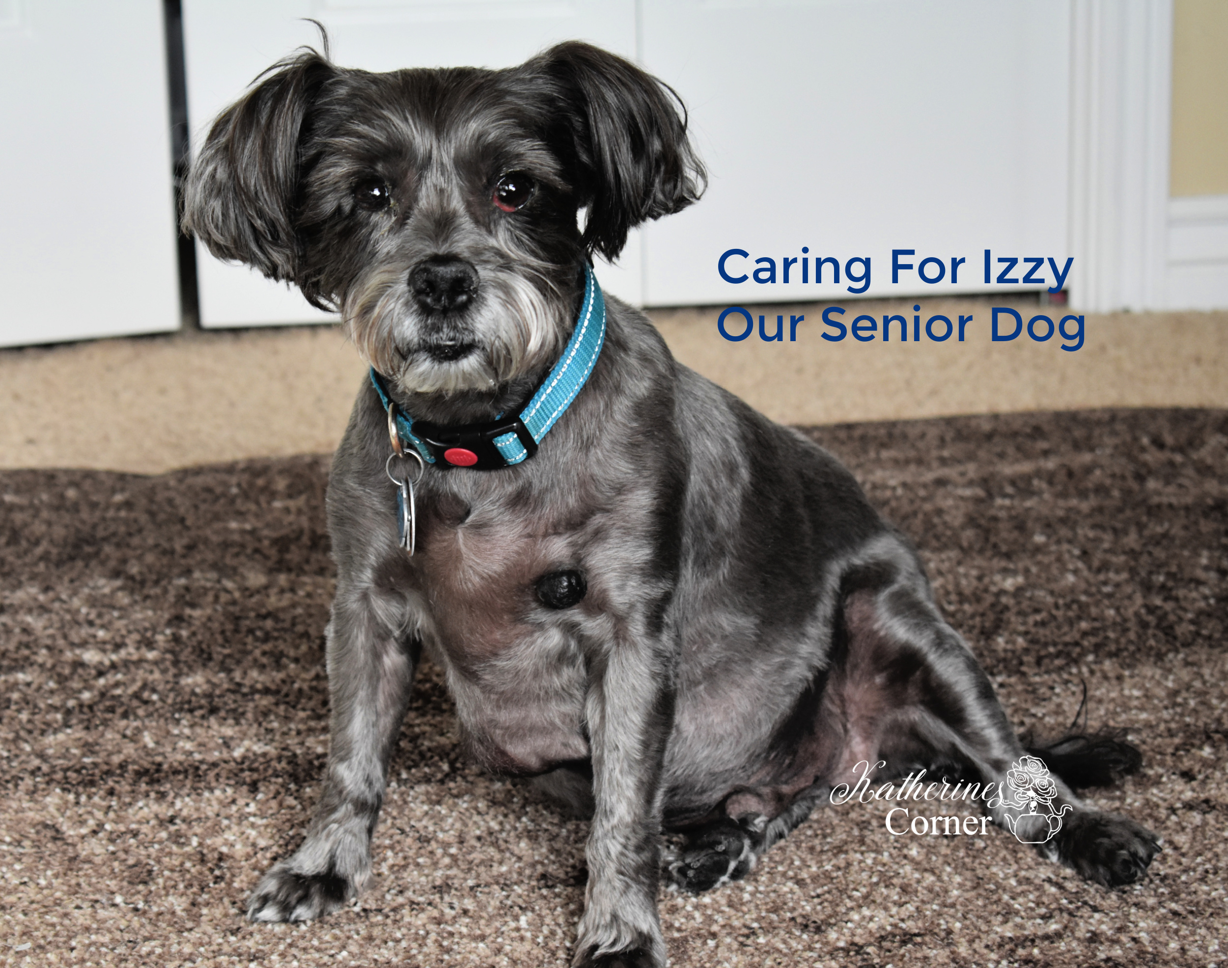 izzy dog: The Ultimate Guide to Caring for Your Furry Friend!